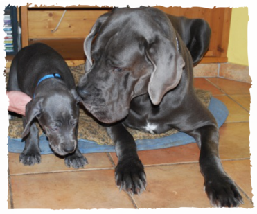 Amicelli Black Mountain´s Racing und El Cid vom Kaltenbrunner Forst