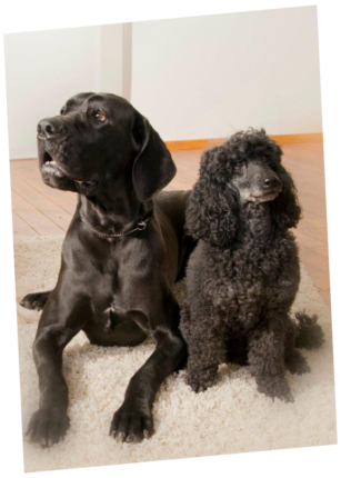 Escada vom Kaltenbrunner Forst und Lucy