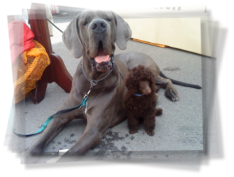 Pudelwelpe mit Dogge