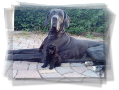 Pudelwelpe mit Dogge