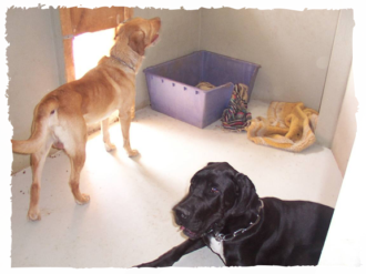 Hundepension Arnold