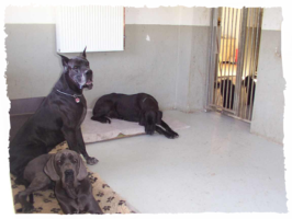 Hundepension Arnold