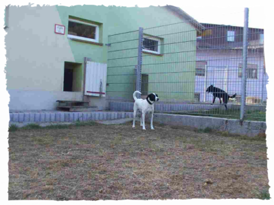 Hundepension Arnold