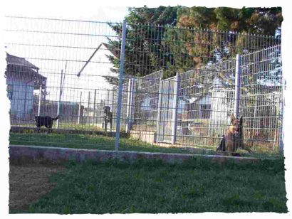 Hundepension Arnold