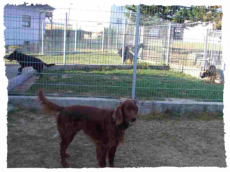 Hundepension Arnold