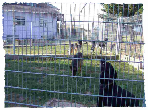 Hundepension Arnold