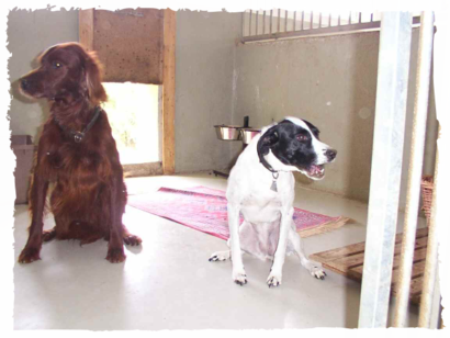 Hundepension Arnold