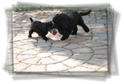 I am Socke vom Kaltenbrunner Forst