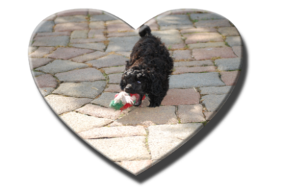 I am Socke vom Kaltenbrunner Forst