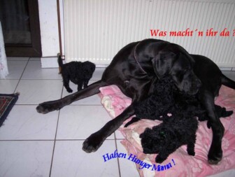 Ivett von Himmelkron