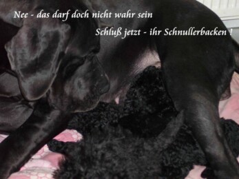 Ivett von Himmelkron