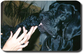 Pudelwelpe mit Dogge