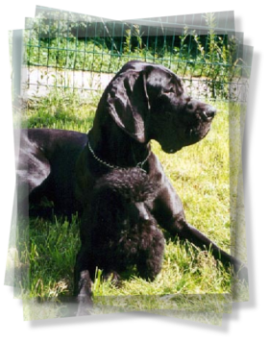 Pudelwelpen